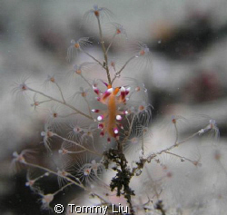 This tiny nudibranch hanging on the tree by Tommy Liu 